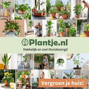 Plantje Banner 01